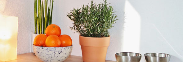 6 plantas beneficiosas que debes cuidar en tu habitación