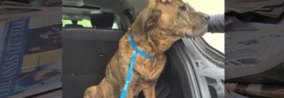 Un hombre salva la vida de un perro herido en medio de la carretera