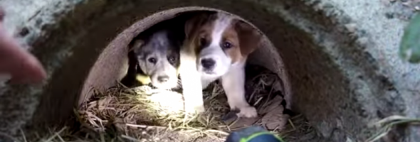 Un rescatista hace lo imposible por salvar a una camada de cachorritos asustados