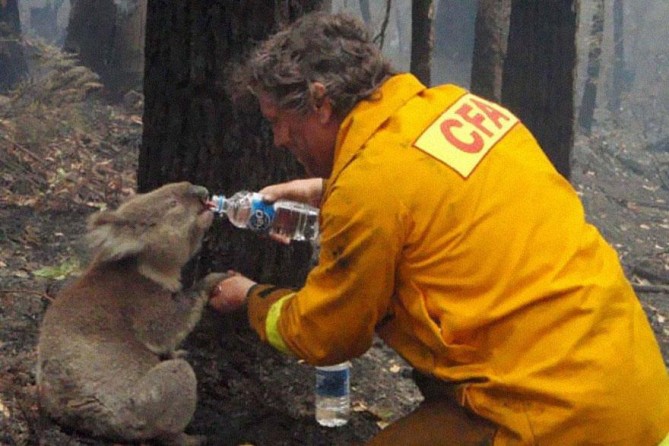 2. Agua para un koala