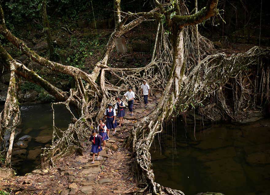 El puente de árbol en India