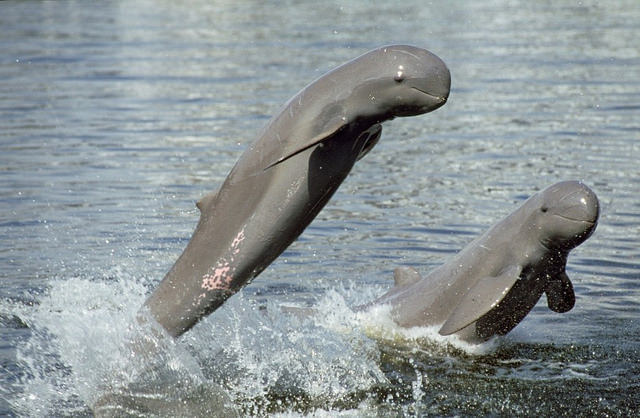 Delfines de Irrawaddy