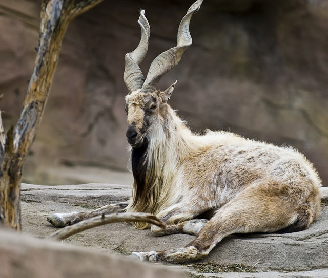 Markhor