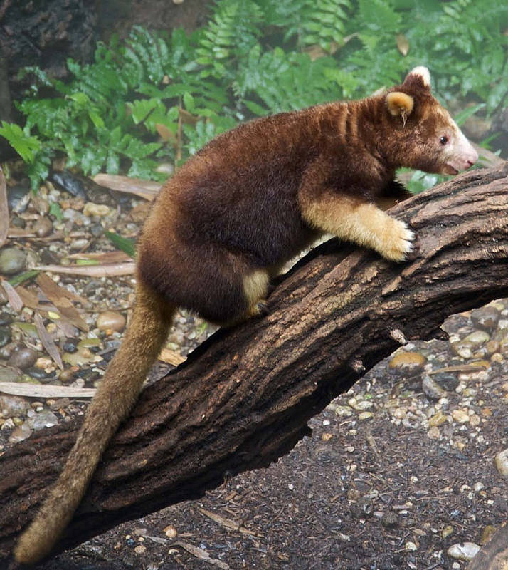 Canguro de árbol