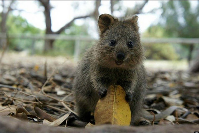 Quokkas