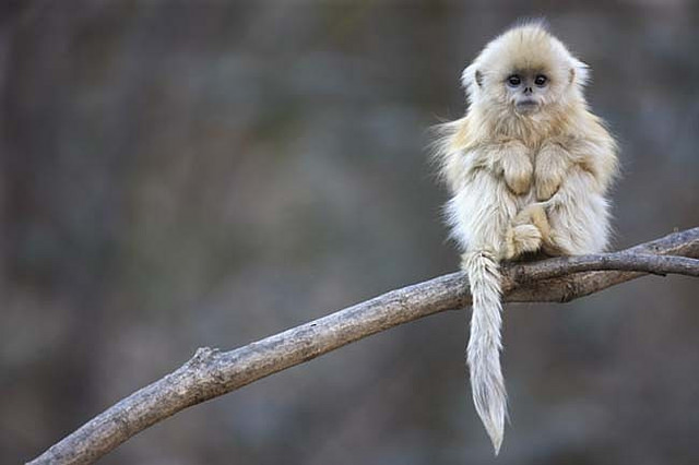 Langur Chato