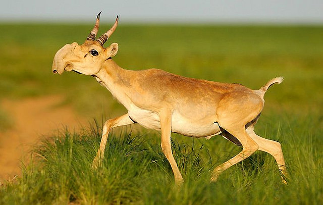 Antílope Saiga