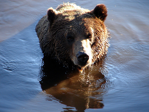 Datos interesantes sobre el oso