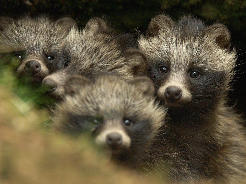 Tanuki (Perro mapache)