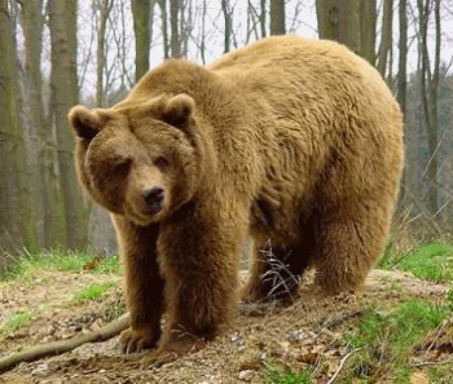 Los osos son una especie increíble