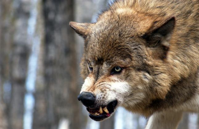 Algunos datos sobre lobos