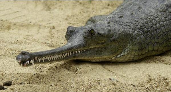 Gavial