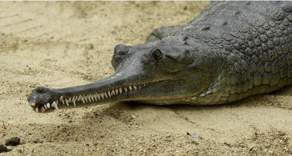 Gavial