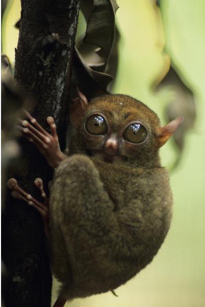 Tarsier