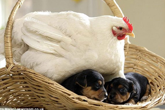 La gallina y sus cachorros
