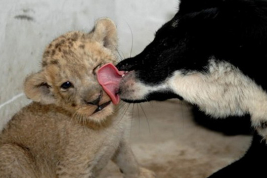 Perro precioso y su león