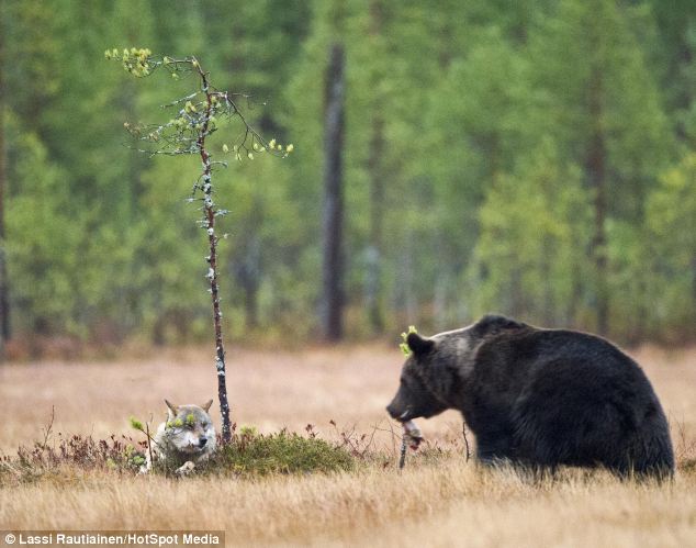 Un oso y una loba