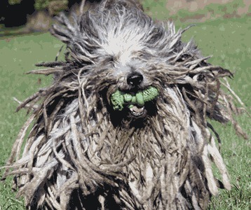 Bergamasco