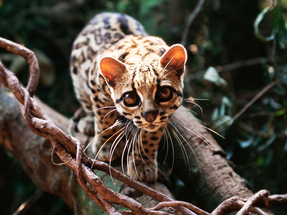 Margay