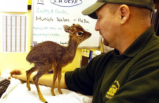 Dik Dik o Modoqua