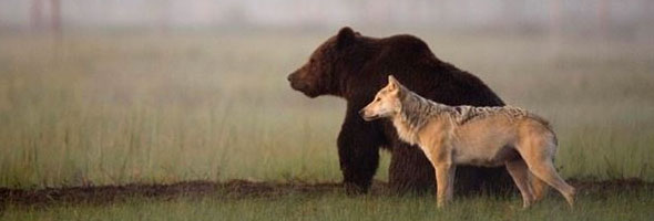 Conoce la encantadora historia de  amor entre este oso y la loba