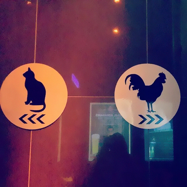 Gato y gallo