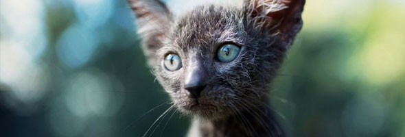 Lykoi: Los gatos lobos que están revolucionando el mundo