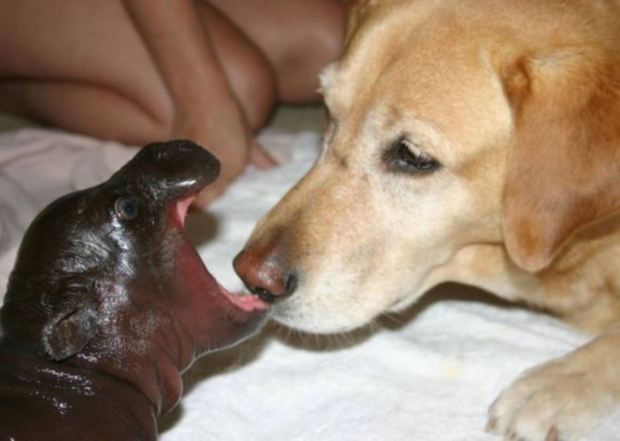 Precioso hipopótamo bebé y su amigo Golden Retriever