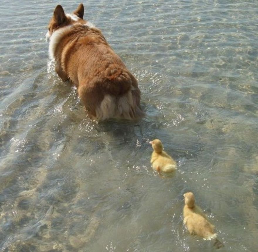 Un corgi y sus patitos