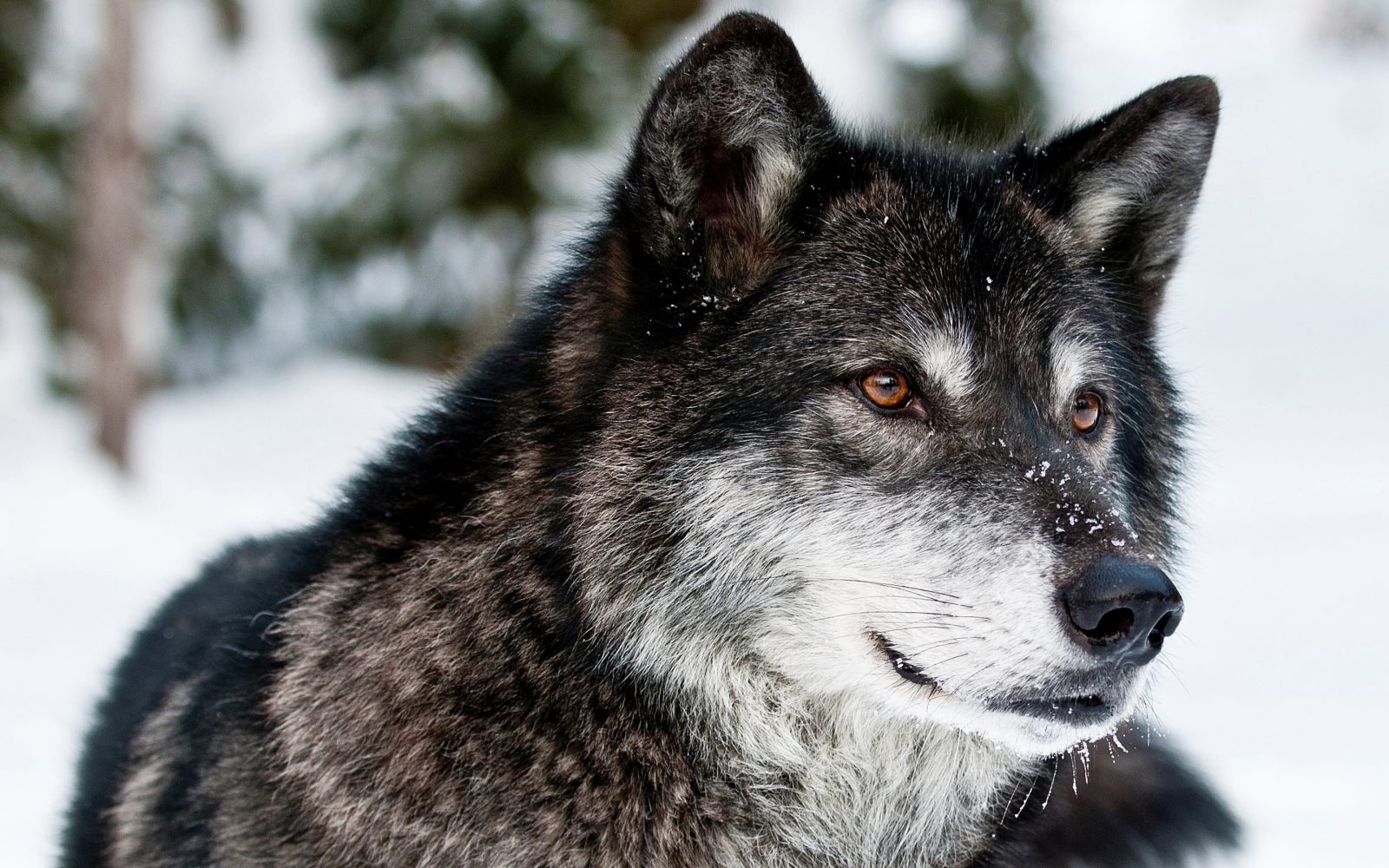 Todo se inspiró en un lobo