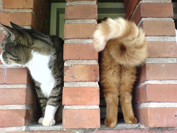 Fotos graciosas de gatos tomadas en el momento preciso