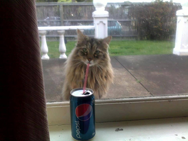 Gato tomando soda