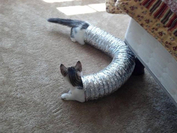 Gato-serpiente