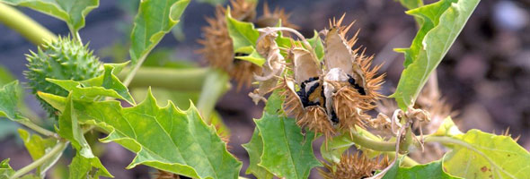 Las plantas más peligrosas del mundo