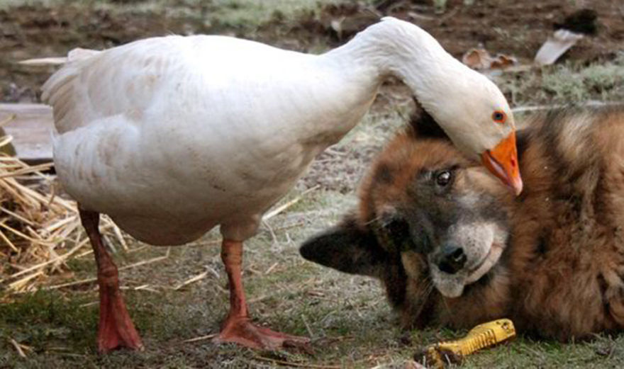 El ganzo salvó a este pequeño malcriado