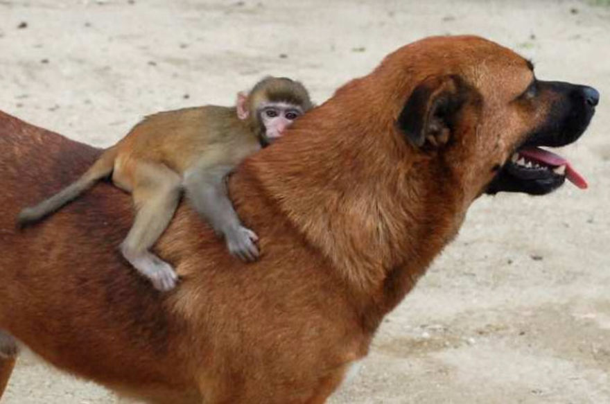 Un perro muy amable con el monito