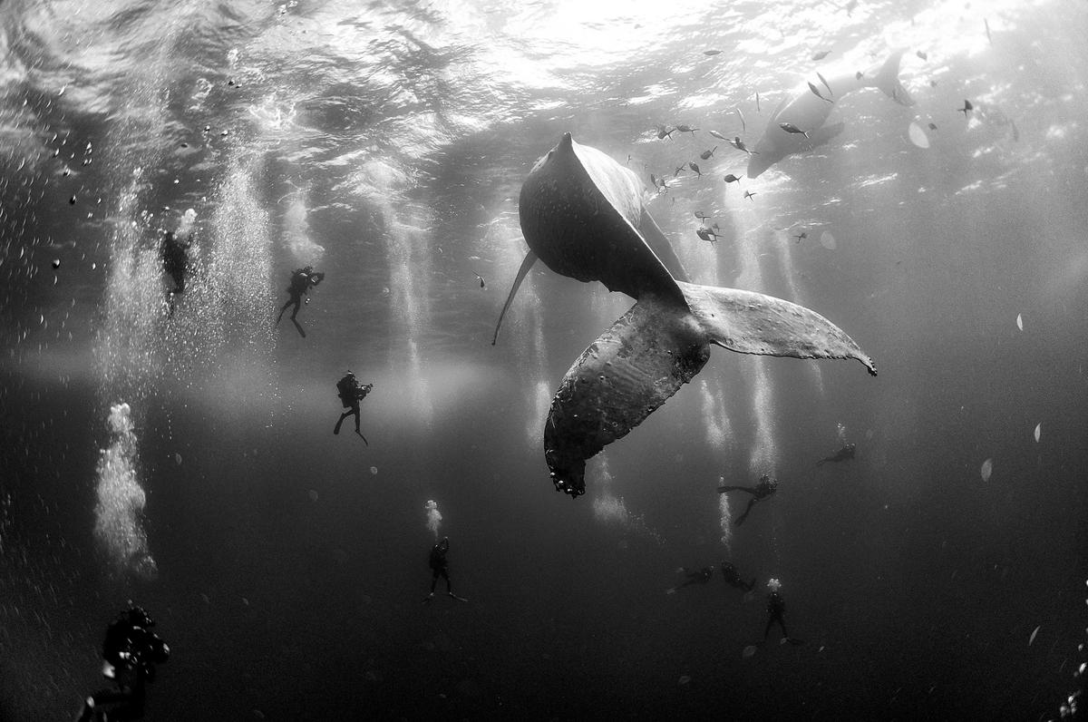 'Whale Whisperers' de Anuar Patjane Floriuk (México)