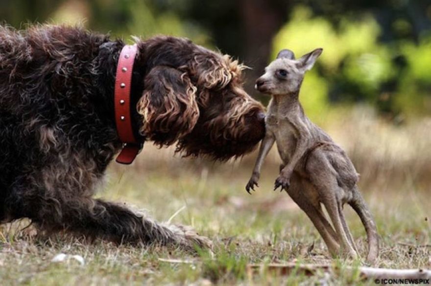 Un perro y su amigo canguro