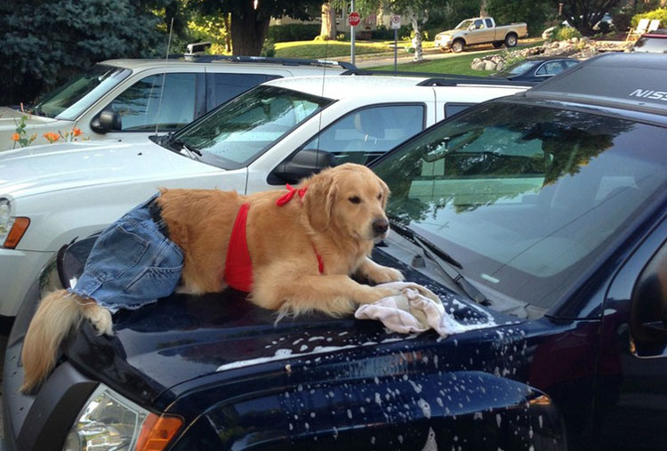 Lavando el carro