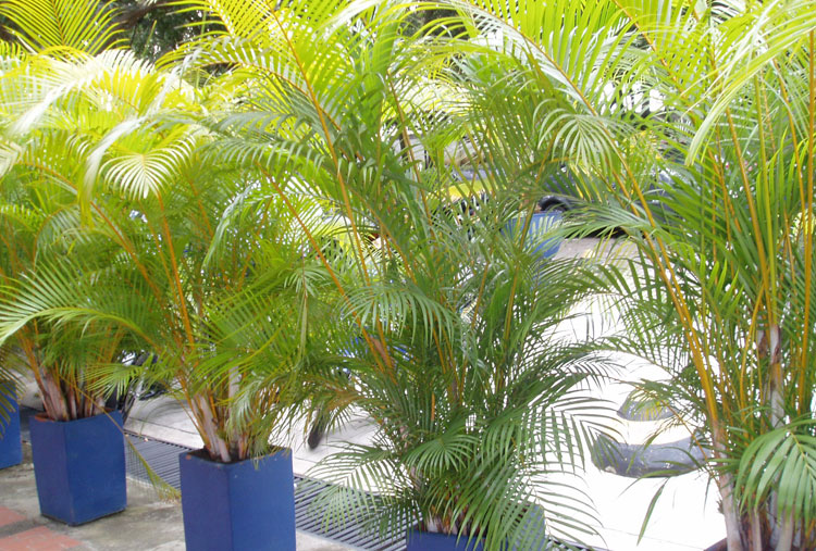 Palmera areca