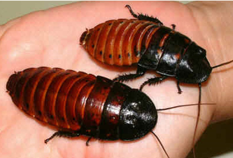 Cucaracha gigante de Madagascar