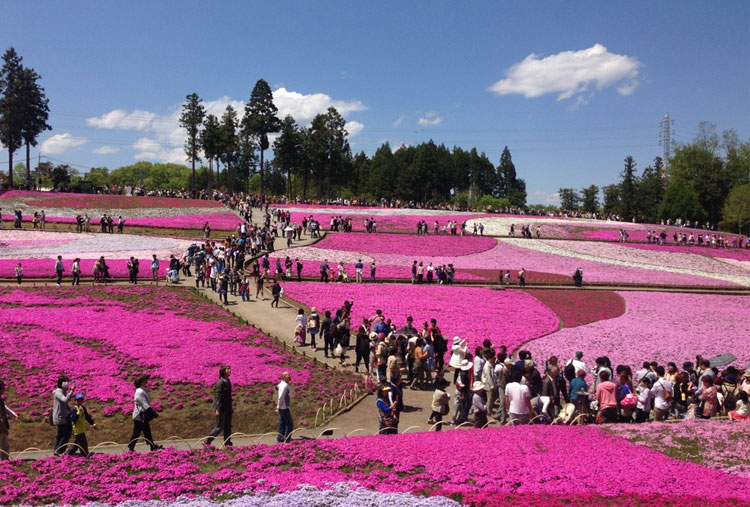 Festival Fuji Shibazakura