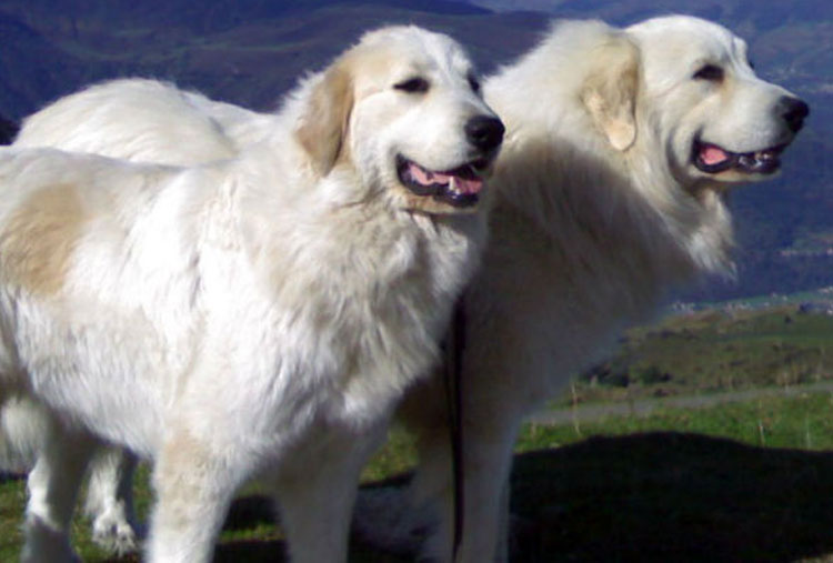 Perro de montaña de los Pirineos