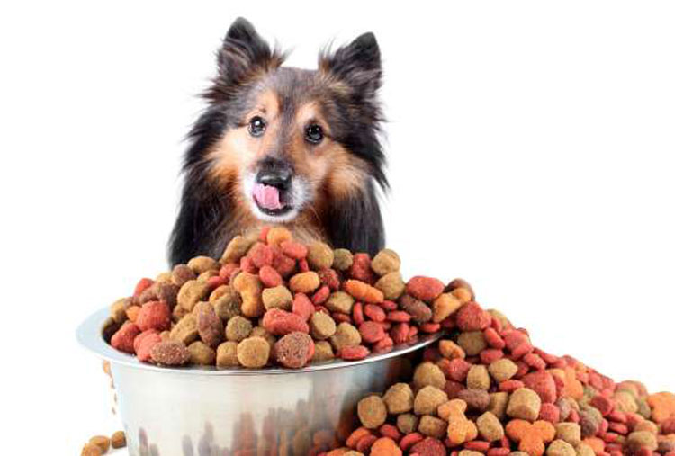 Catador de comida de perro