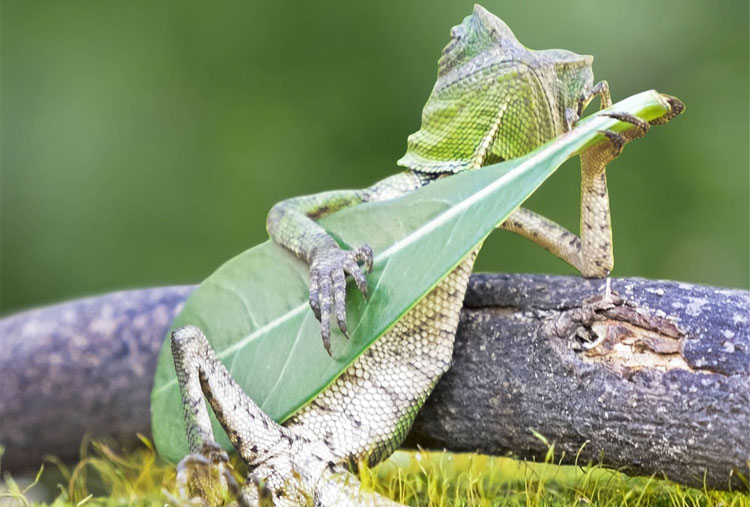 Una iguana con estilo