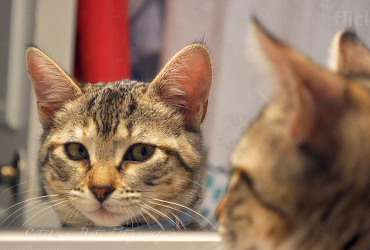 Los gatos no son capaces de reconocer su imagen en el espejo.