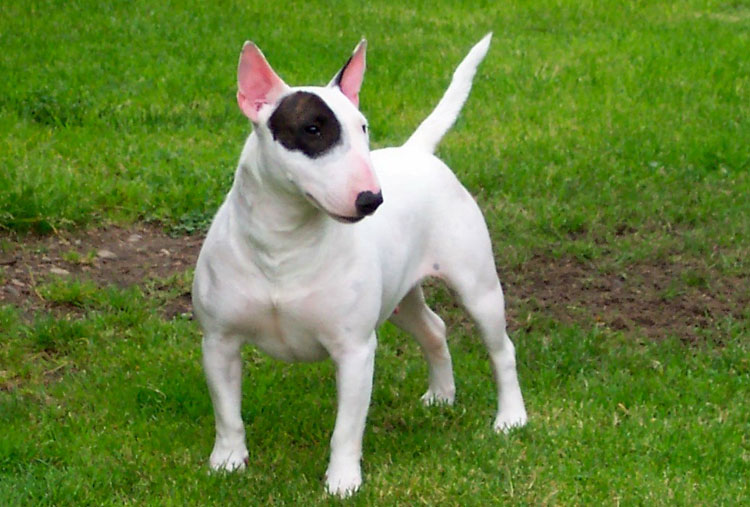 Bull Terrier