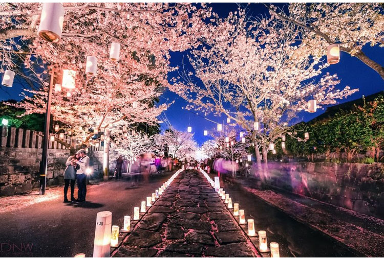 Festival de la flor de cerezo en Japón
