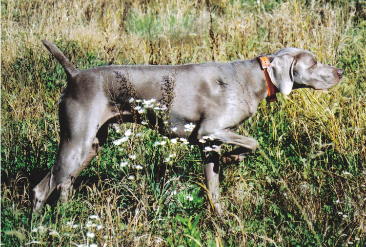 Weimaraner