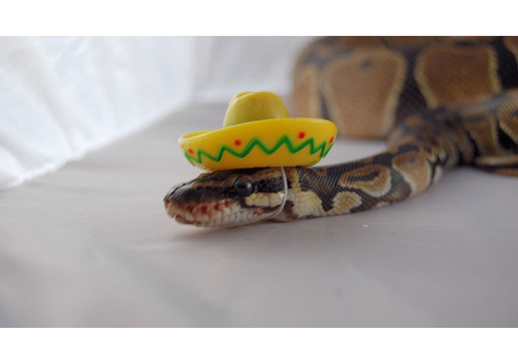Una serpiente mexicana